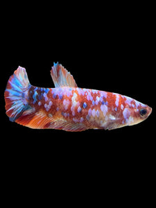 Female Halfmoon Plakat - Multicolor #452 - Live Betta Fish