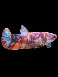 Female Halfmoon Plakat - Multicolor #452 - Live Betta Fish