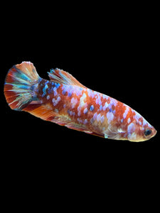 Female Halfmoon Plakat - Multicolor #452 - Live Betta Fish