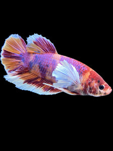 GIANT Male Halfmoon Plakat - Purple Candy Dumbo #453 - Live Betta Fish