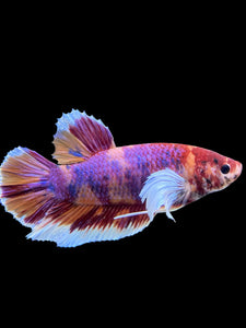 GIANT Male Halfmoon Plakat - Purple Candy Dumbo #453 - Live Betta Fish