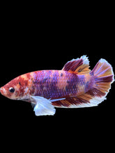 Load image into Gallery viewer, GIANT Male Halfmoon Plakat - Purple Candy Dumbo #453 - Live Betta Fish
