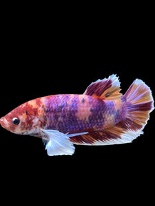 GIANT Male Halfmoon Plakat - Purple Candy Dumbo #453 - Live Betta Fish