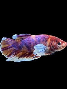 GIANT Male Halfmoon Plakat - Purple Candy Dumbo #453 - Live Betta Fish