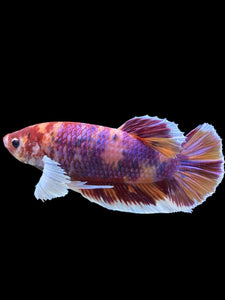 GIANT Male Halfmoon Plakat - Purple Candy Dumbo #453 - Live Betta Fish