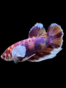 GIANT Male Halfmoon Plakat - Purple Candy Dumbo #453 - Live Betta Fish