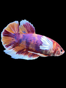 GIANT Male Halfmoon Plakat - Purple Candy Dumbo #453 - Live Betta Fish