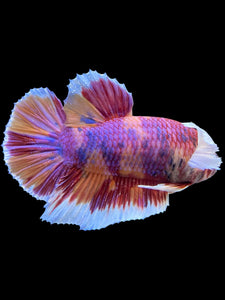 GIANT Male Halfmoon Plakat - Purple Candy Dumbo #453 - Live Betta Fish