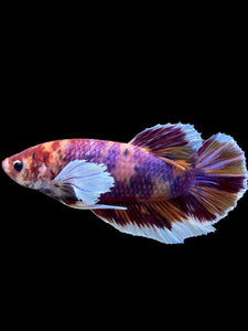 GIANT Male Halfmoon Plakat - Purple Candy Dumbo #453 - Live Betta Fish