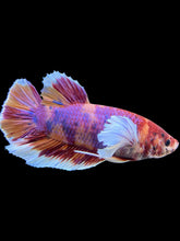 Load image into Gallery viewer, GIANT Male Halfmoon Plakat - Purple Candy Dumbo #453 - Live Betta Fish
