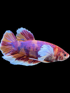 GIANT Male Halfmoon Plakat - Purple Candy Dumbo #453 - Live Betta Fish