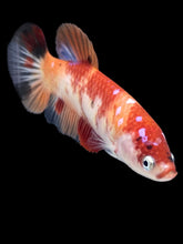 Load image into Gallery viewer, GIANT Female Halfmoon Plakat - Nemo Galaxy #460 Live Betta Fish
