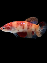 Load image into Gallery viewer, GIANT Female Halfmoon Plakat - Nemo Galaxy #460 Live Betta Fish
