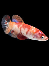 Load image into Gallery viewer, GIANT Female Halfmoon Plakat - Nemo Galaxy #460 Live Betta Fish
