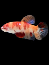 Load image into Gallery viewer, GIANT Female Halfmoon Plakat - Nemo Galaxy #460 Live Betta Fish
