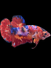 Load image into Gallery viewer, GIANT Male Halfmoon Plakat - Multicolor #465 - Live Betta Fish
