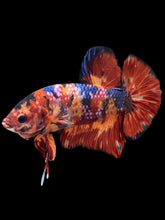 Load image into Gallery viewer, GIANT Male Halfmoon Plakat - Multicolor #465 - Live Betta Fish
