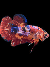 Load image into Gallery viewer, GIANT Male Halfmoon Plakat - Multicolor #465 - Live Betta Fish
