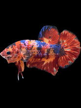 Load image into Gallery viewer, GIANT Male Halfmoon Plakat - Multicolor #465 - Live Betta Fish
