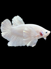 Load image into Gallery viewer, GIANT Male Halfmoon Plakat - White Platinum Dumbo #469 - Live Betta Fish
