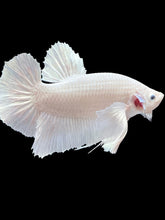 Load image into Gallery viewer, GIANT Male Halfmoon Plakat - White Platinum Dumbo #469 - Live Betta Fish
