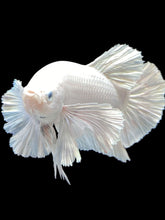 Load image into Gallery viewer, GIANT Male Halfmoon Plakat - White Platinum Dumbo #469 - Live Betta Fish
