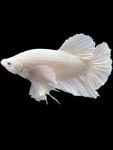 Load image into Gallery viewer, GIANT Male Halfmoon Plakat - White Platinum Dumbo #469 - Live Betta Fish
