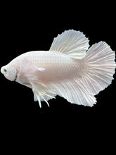 Load image into Gallery viewer, GIANT Male Halfmoon Plakat - White Platinum Dumbo #469 - Live Betta Fish
