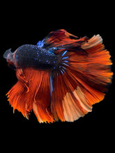 Load image into Gallery viewer, Male Halfmoon - Galaxy #471 - Live Betta Fish
