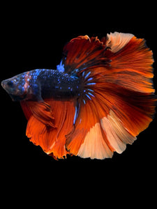Male Halfmoon - Galaxy #471 - Live Betta Fish