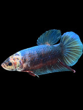 Load image into Gallery viewer, GIANT Male Halfmoon Plakat - Fancy Blue Emarald #474 - Live Betta Fish
