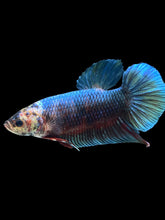 Load image into Gallery viewer, GIANT Male Halfmoon Plakat - Fancy Blue Emarald #474 - Live Betta Fish

