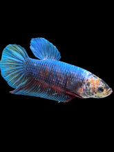 Load image into Gallery viewer, GIANT Male Halfmoon Plakat - Fancy Blue Emarald #474 - Live Betta Fish

