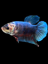 Load image into Gallery viewer, GIANT Male Halfmoon Plakat - Fancy Blue Emarald #474 - Live Betta Fish
