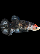 Load image into Gallery viewer, GIANT Female Halfmoon Plakat - Black Tancho #476 Live Betta Fish
