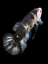 Load image into Gallery viewer, GIANT Female Halfmoon Plakat - Black Tancho #476 Live Betta Fish
