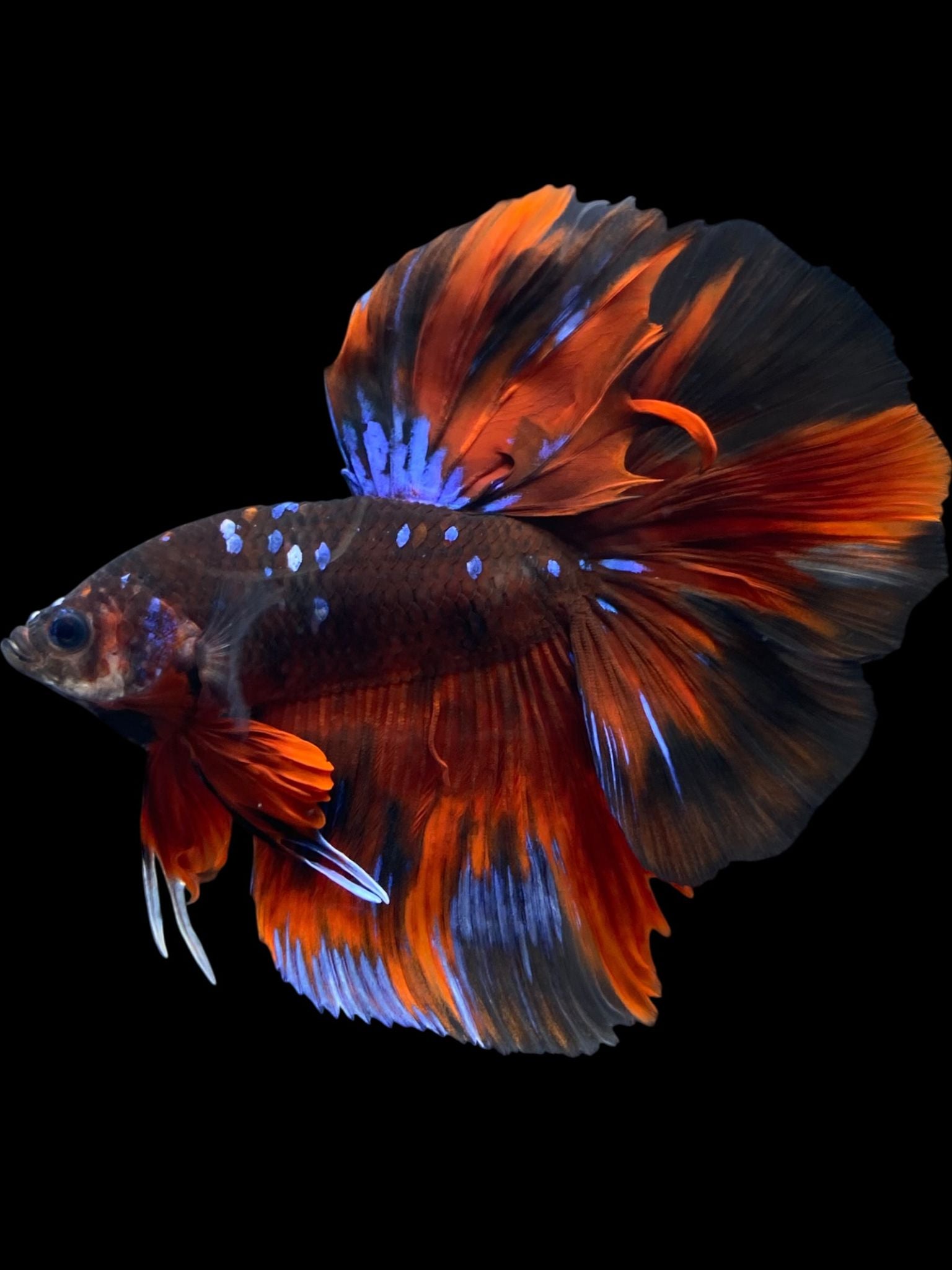 Male Halfmoon - Avatar Red Devil #484 - Live Betta Fish – Tucky's Bettas