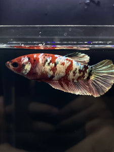 Female Halfmoon Plakat - Red Koi Copper #485 - Live Betta Fish