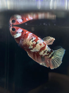 Female Halfmoon Plakat - Red Koi Copper #485 - Live Betta Fish