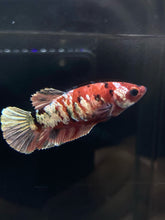 Load image into Gallery viewer, Female Halfmoon Plakat - Red Koi Copper #485 - Live Betta Fish
