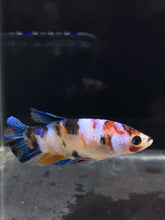Load image into Gallery viewer, Female Halfmoon Plakat - Galaxy #486 - Live Betta Fish

