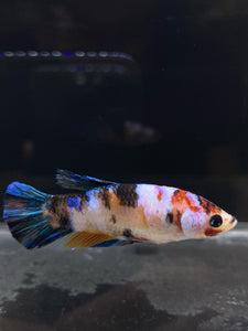 Female Halfmoon Plakat - Galaxy #486 - Live Betta Fish