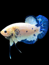 Load image into Gallery viewer, GIANT Male Halfmoon Plakat - Blue Rim #490 - Live Betta Fish
