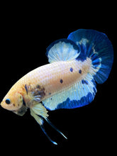 Load image into Gallery viewer, GIANT Male Halfmoon Plakat - Blue Rim #490 - Live Betta Fish
