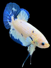 Load image into Gallery viewer, GIANT Male Halfmoon Plakat - Blue Rim #490 - Live Betta Fish
