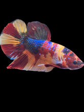 Load image into Gallery viewer, GIANT Male Halfmoon Plakat - Multicolor #493 - Live Betta Fish
