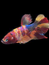 Load image into Gallery viewer, GIANT Male Halfmoon Plakat - Multicolor #493 - Live Betta Fish
