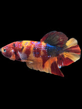 Load image into Gallery viewer, GIANT Male Halfmoon Plakat - Multicolor #493 - Live Betta Fish
