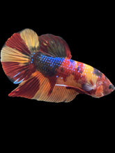 Load image into Gallery viewer, GIANT Male Halfmoon Plakat - Multicolor #493 - Live Betta Fish
