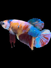 Load image into Gallery viewer, GIANT Male Halfmoon Plakat - Multicolor #495 - Live Betta Fish
